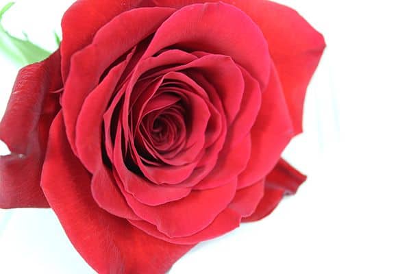How to Make a Boutonniere 1