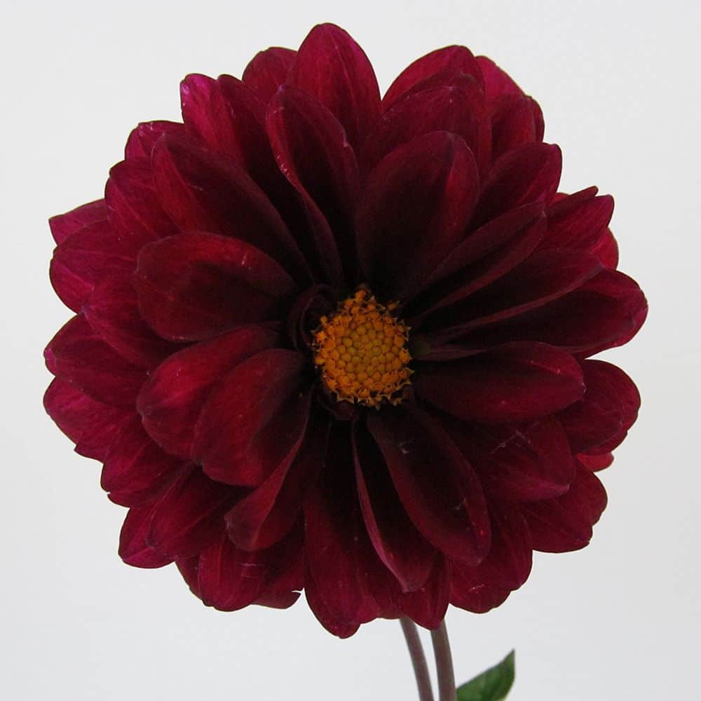 burgundy dahlia sale