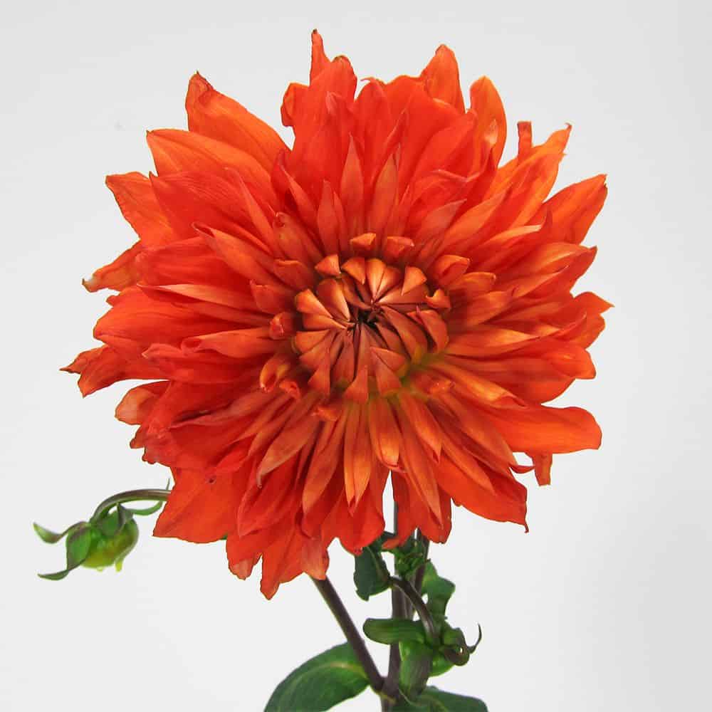 orange dahlia sale