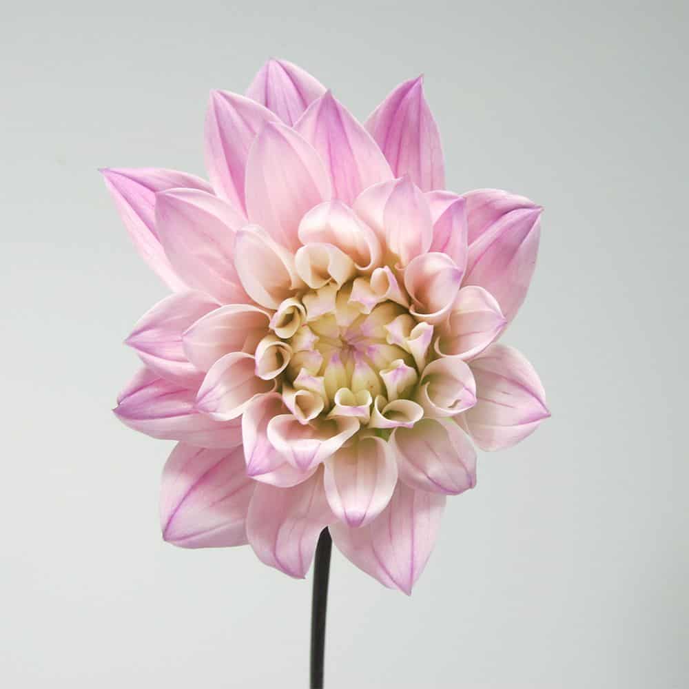 pink dahlia sale
