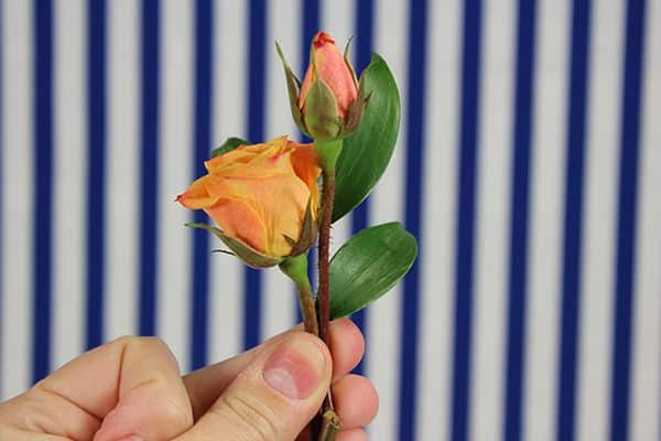 diy spray rose boutonniere tutorial- first bunch