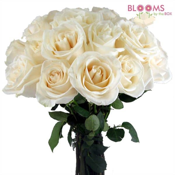 Vendela Rose - 25 stems