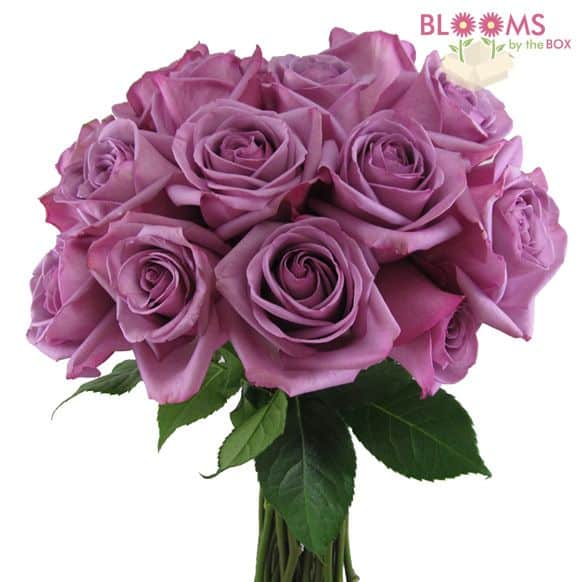 Cool Water Rose - 25 Stems