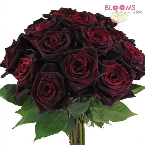 Rose Black Baccara - 25 Stems