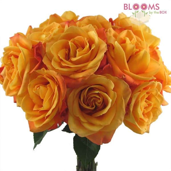 Rose Voodoo - 25 Stems