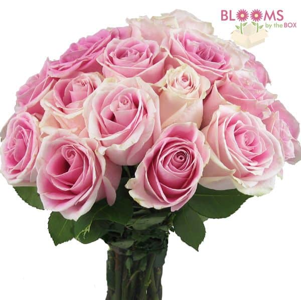 Rosita Vendela - 25 stems