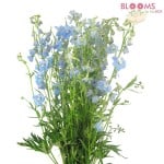 Light-Blue-Delphinium