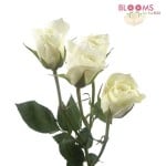 Spray-Roses-White