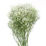 Gysophilia