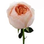 Juliet-peach-Garden-Rose-