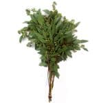 Seeded-Eucalyptus