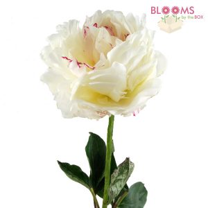 White Peony - single stem