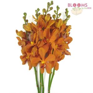 Dendrobium Orchid Orange