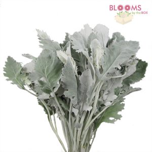 Dusty Miller