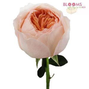 Juliet-Garden-Rose-2