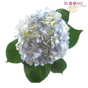 Large-Blue-Hydrangea