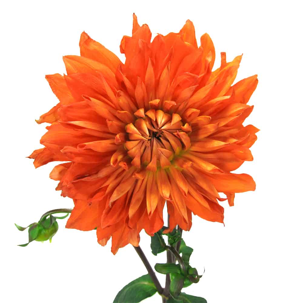 orange dahlia