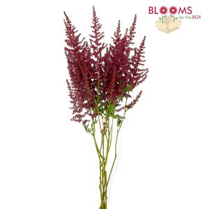 astilbe-burgundy-bunch