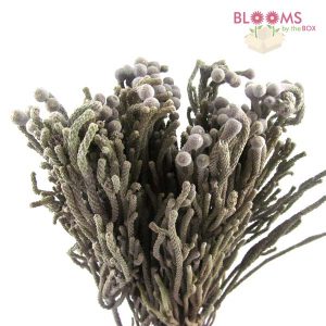 Brunia-Silver