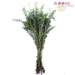 baby blue eucalyptus