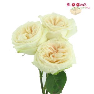 White-OHara-Garden-Rose