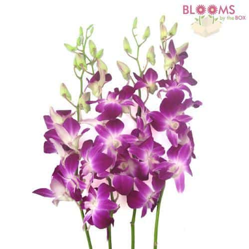 purple and white Dendrobium Orchids