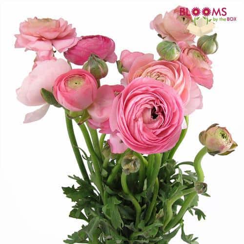Pink Ranunculus flowers
