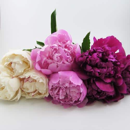 white pink and fushia peonies
