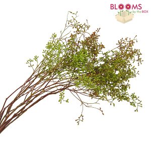 Naked Seeded Eucalyptus