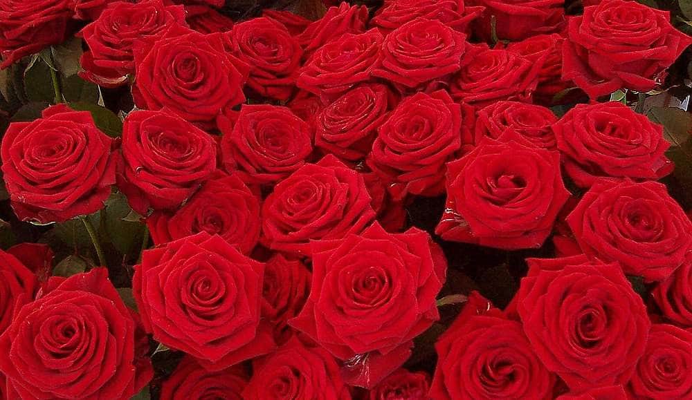 Valentine's Day Alternatives To Roses Blooms By The Box