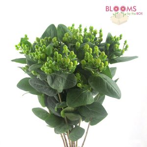 Blooms By The Box's Wholesale Hypericum Berries