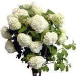 Viburnum