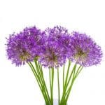 Purple Allium