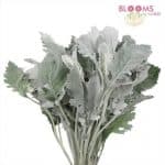 March flowers - dusty miller