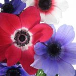 Red and purple Anemones