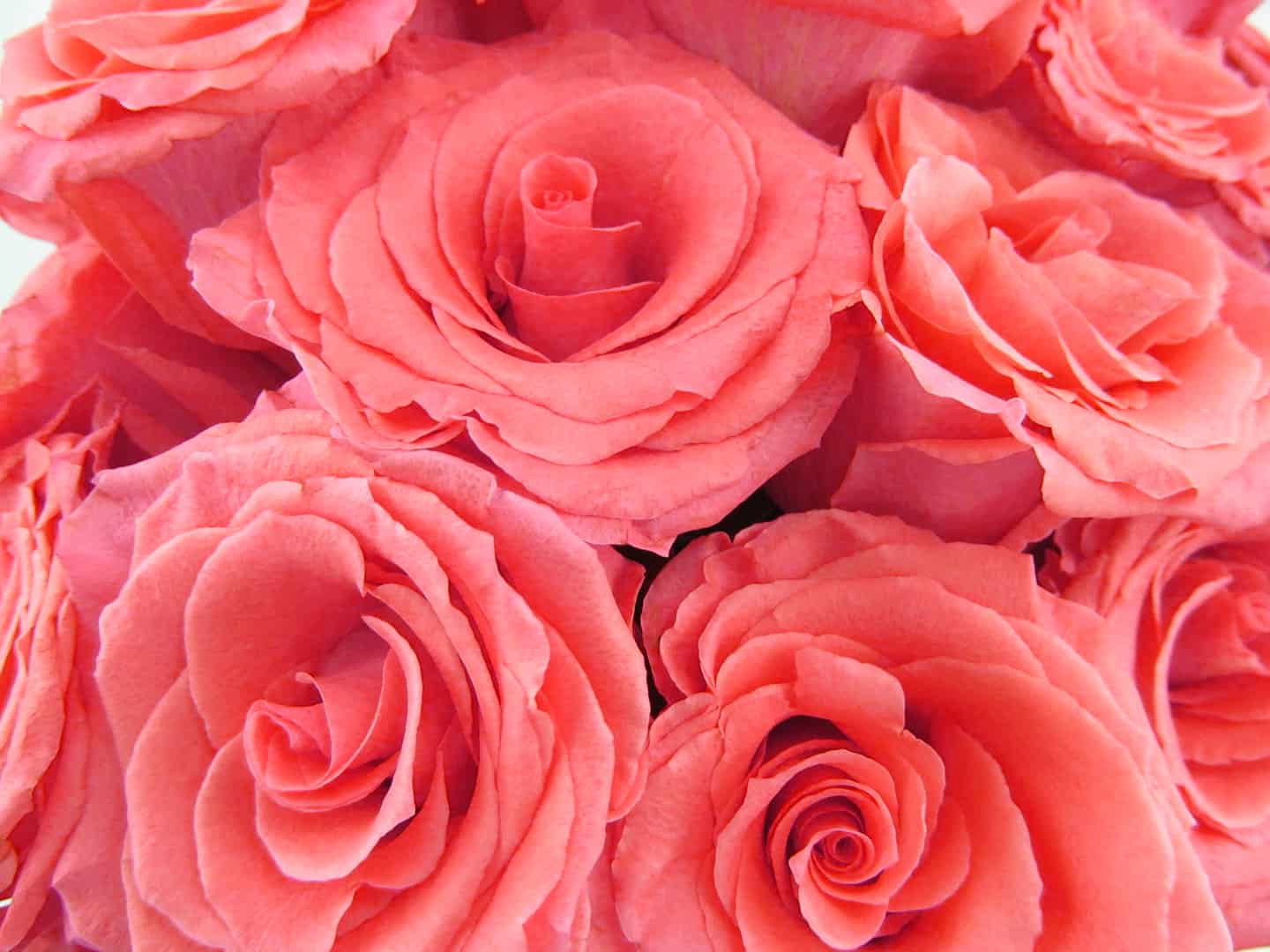 How to Care for Roses Like a Pro Blooms By The Box