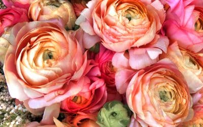 Wedding Flower Favorite Peonies
