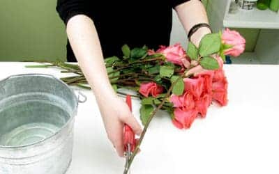 How to Care for Roses Like a Pro