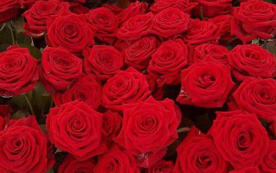 Valentine’s Day Alternatives To Roses