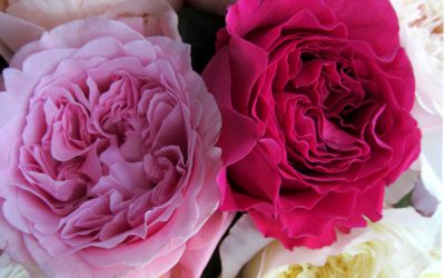 Wedding Flower Favorite: David Austin Garden Roses