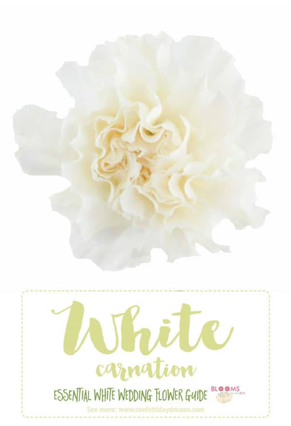 White carnation