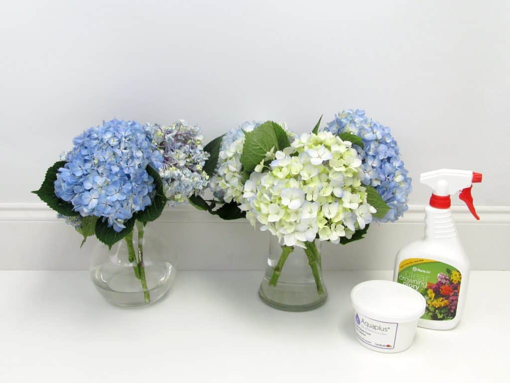 Flower Care Comparison by Blooms by the Box