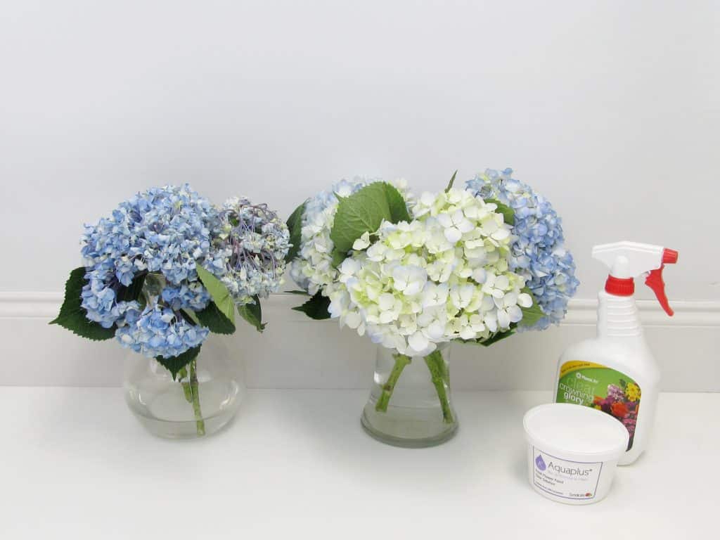 Flower Care Comparison by Blooms by the Box