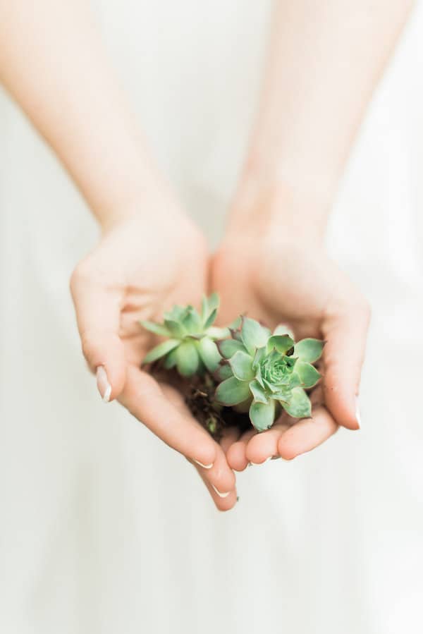 two cupped hands holding small succulents