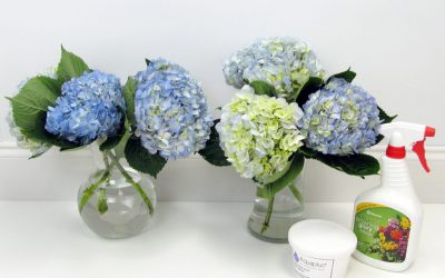 How to Care for Fresh Cut Flowers