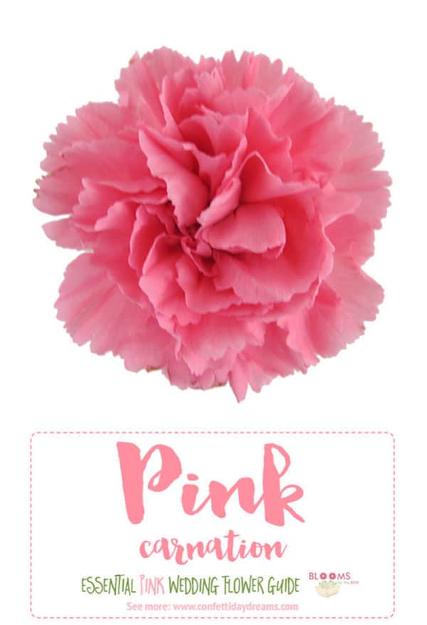 Pink Carnation