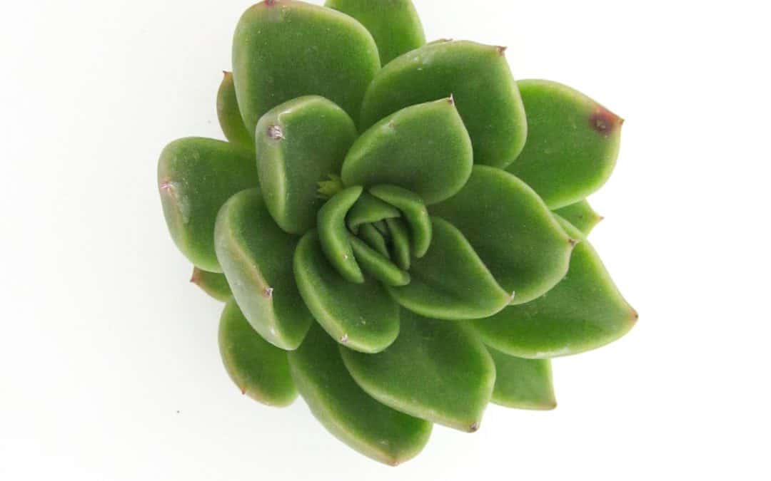 DIY Re-rooting Succulents