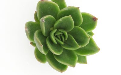 DIY Re-rooting Succulents