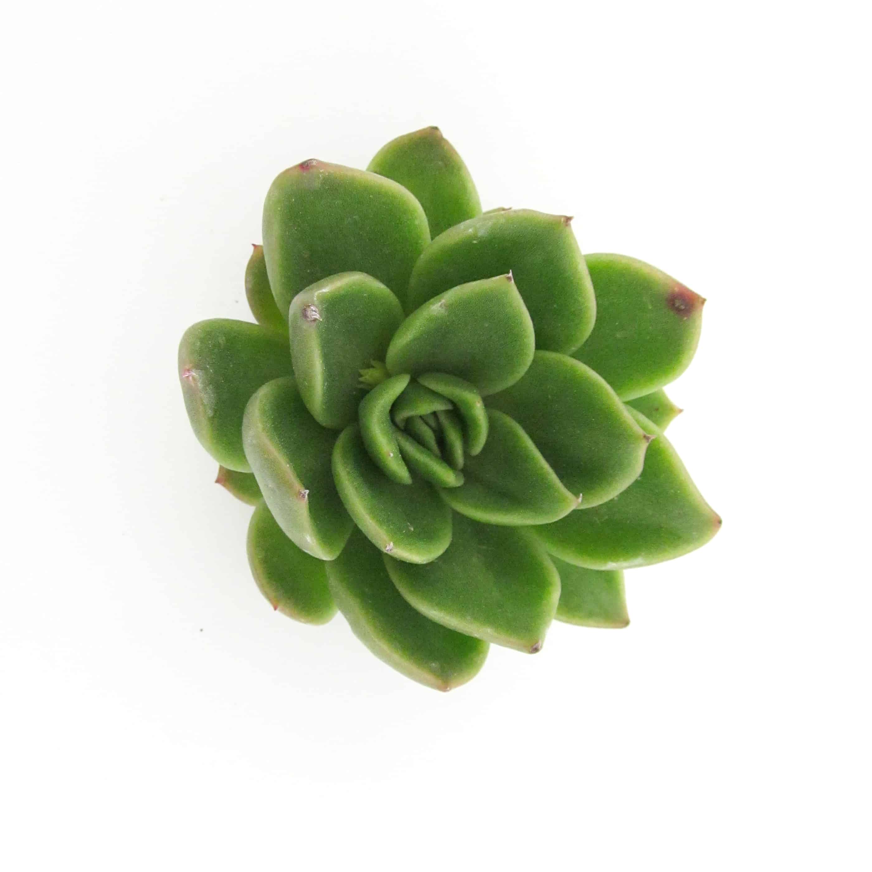 green succulent