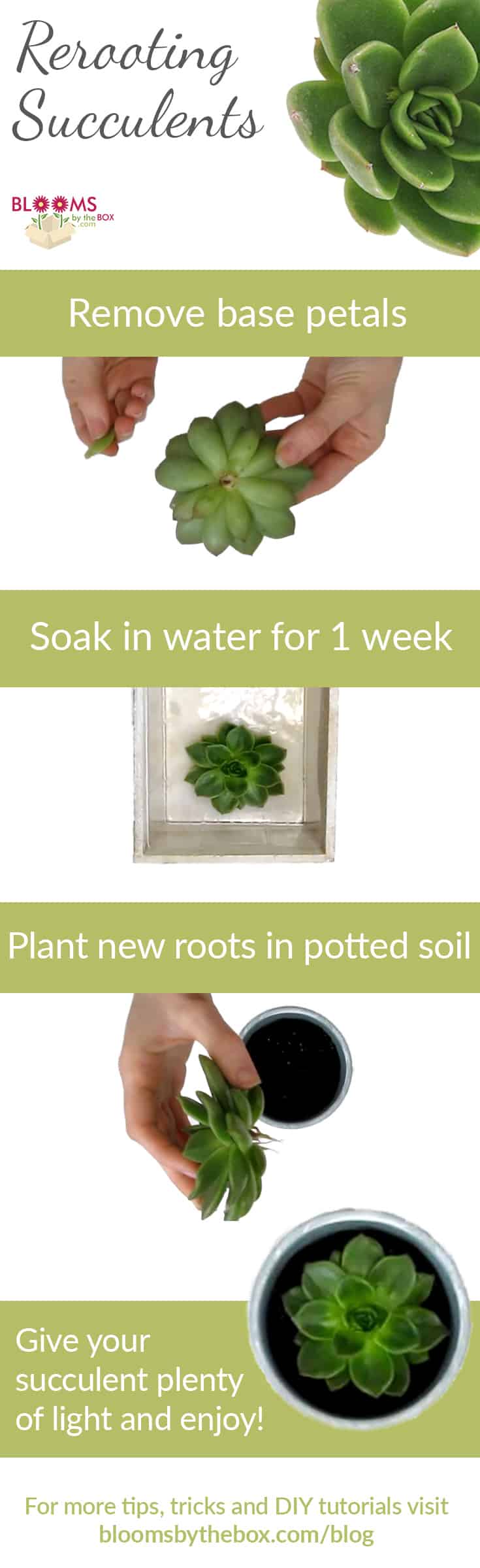 Step by step re-rooting succulents